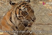 爱游戏-关于印度老虎再啃圆山，捍卫国际大赛名誉的信息