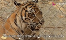 爱游戏-关于印度老虎再啃圆山，捍卫国际大赛名誉的信息